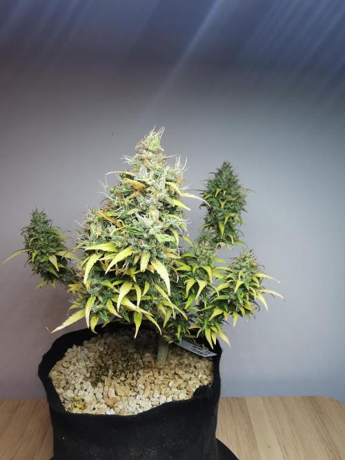 Devil XL auto / FC-E4800 / 90x60x140. Week 12