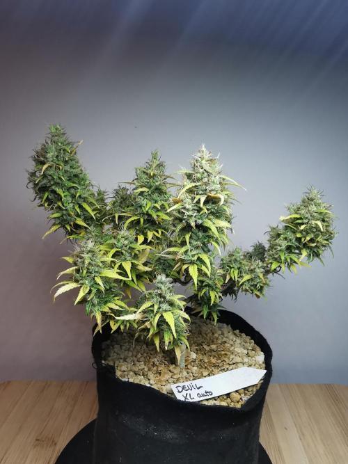 Devil XL auto / FC-E4800 / 90x60x140. Week 12