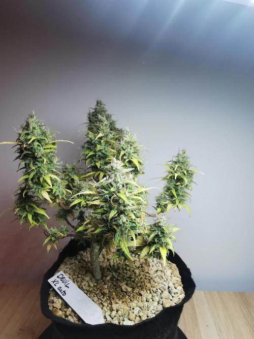 Devil XL auto / FC-E4800 / 90x60x140. Week 12