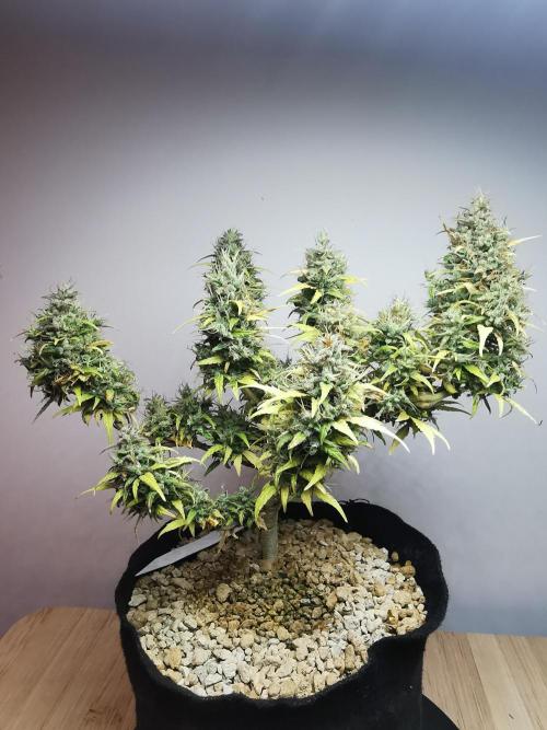 Devil XL auto / FC-E4800 / 90x60x140. Week 12
