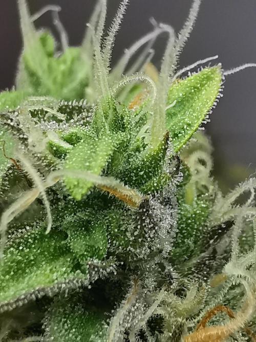 Northern Light auto/ FC-E4800/ 90x60x140. Week 12