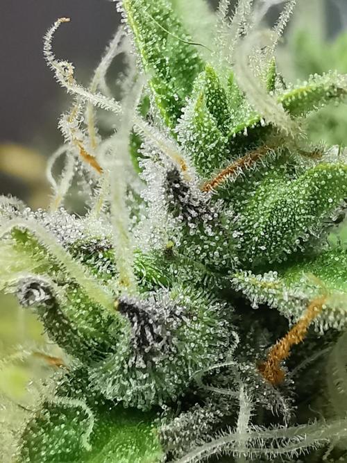 Northern Light auto/ FC-E4800/ 90x60x140. Week 12