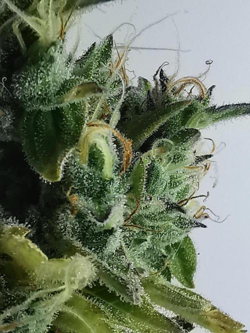 Northern Light auto/ FC-E4800/ 90x60x140. Week 12