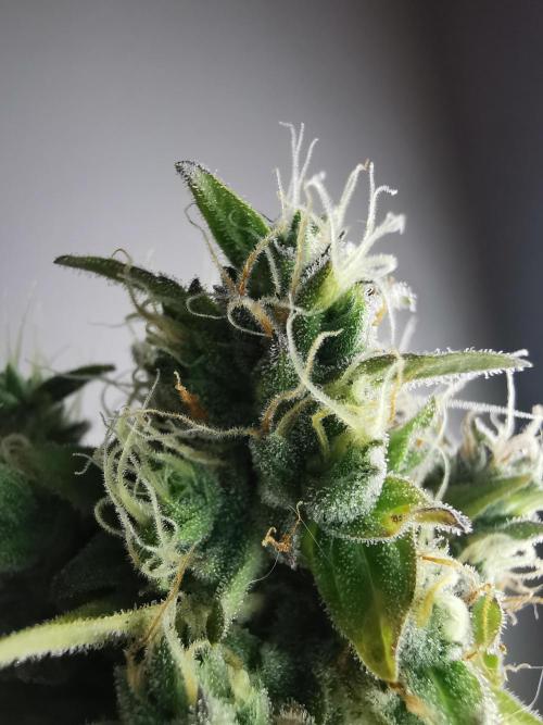 Northern Light auto/ FC-E4800/ 90x60x140. Week 12