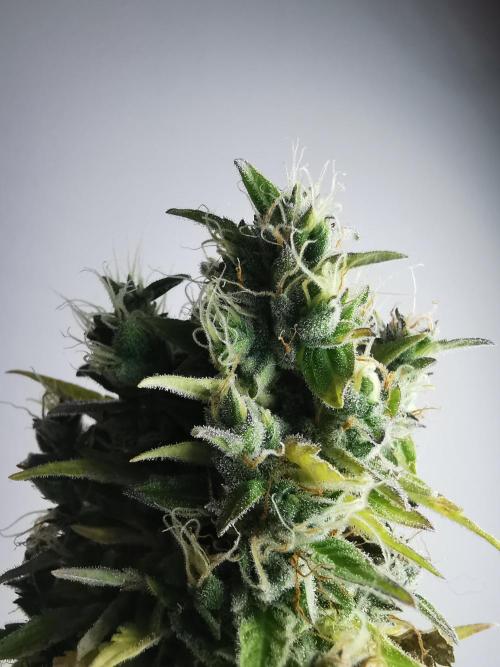 Northern Light auto/ FC-E4800/ 90x60x140. Week 12