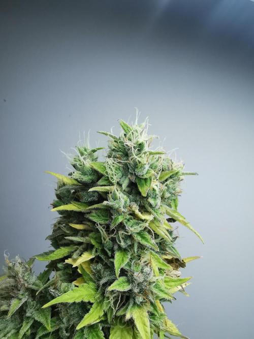 Northern Light auto/ FC-E4800/ 90x60x140. Week 12