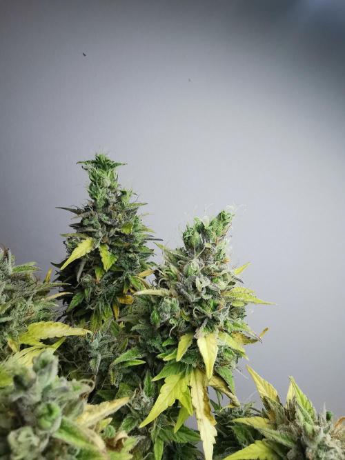 Northern Light auto/ FC-E4800/ 90x60x140. Week 12