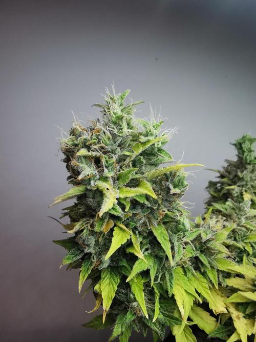 Northern Light auto/ FC-E4800/ 90x60x140. Week 12