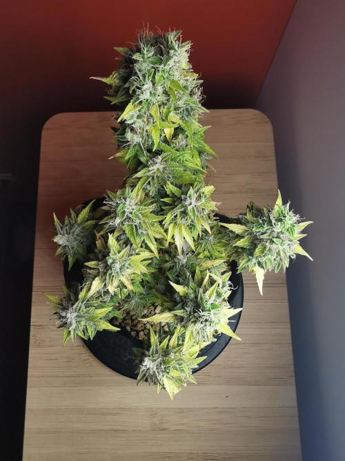 Northern Light auto/ FC-E4800/ 90x60x140. Week 12
