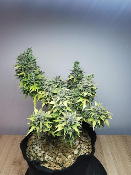 Northern Light auto/ FC-E4800/ 90x60x140. Week 12