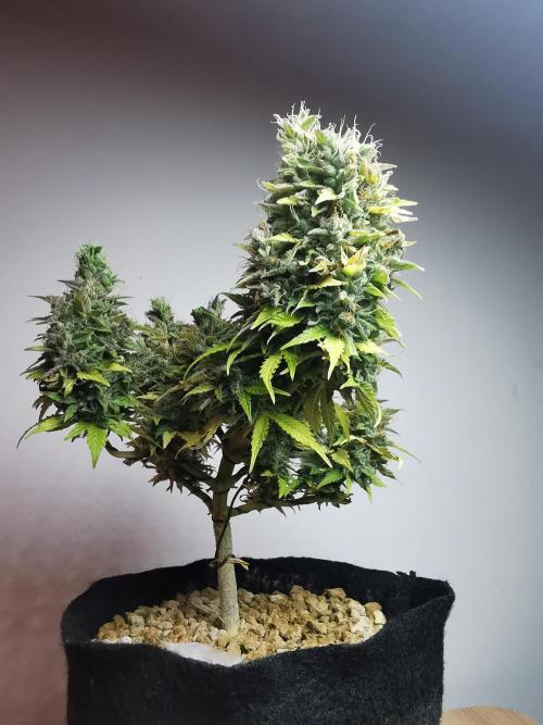 Northern Light auto/ FC-E4800/ 90x60x140. Week 12