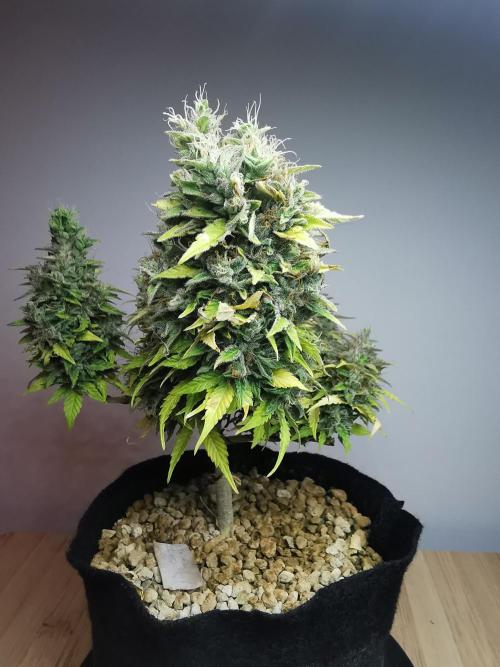 Northern Light auto/ FC-E4800/ 90x60x140. Week 12