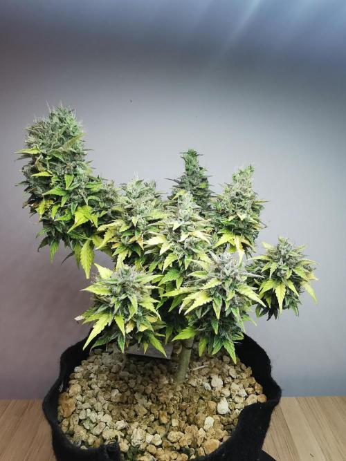 Northern Light auto/ FC-E4800/ 90x60x140. Week 12