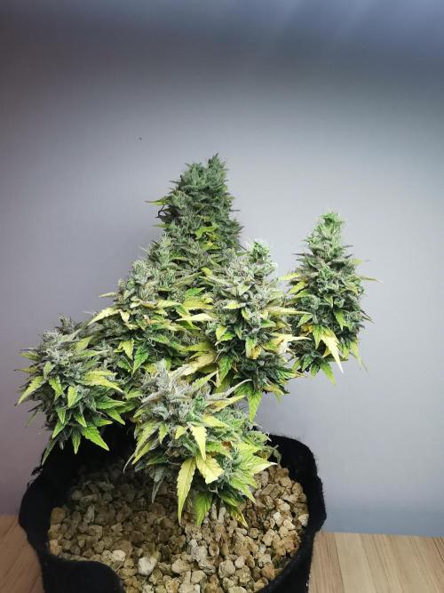 Northern Light auto/ FC-E4800/ 90x60x140. Week 12
