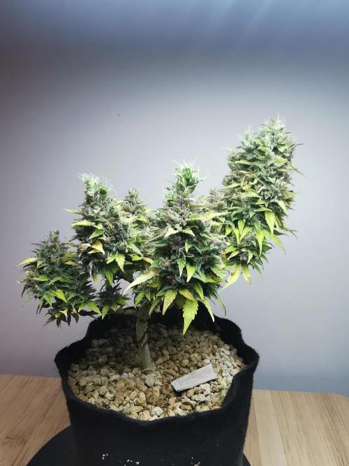 Northern Light auto/ FC-E4800/ 90x60x140. Week 12