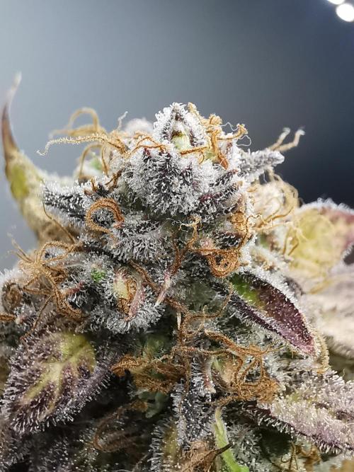 Fractal auto / FC-E4800 / 90x60x140. Week 12