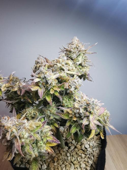Fractal auto / FC-E4800 / 90x60x140. Week 12