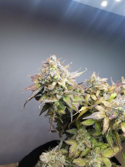 Fractal auto / FC-E4800 / 90x60x140. Week 12