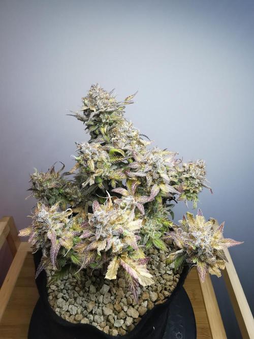 Fractal auto / FC-E4800 / 90x60x140. Week 12