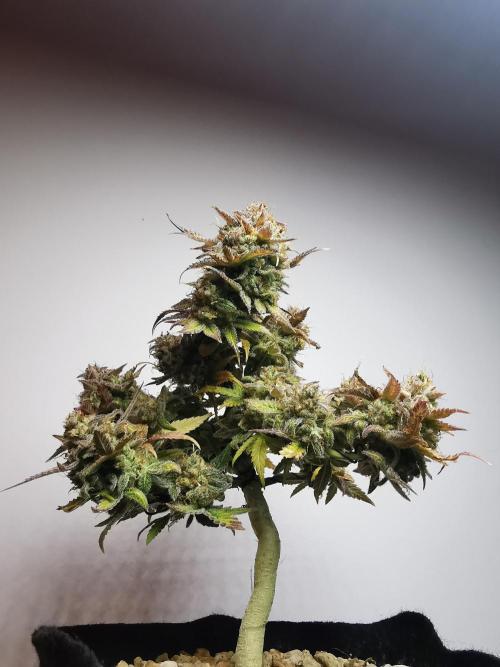 Fractal auto / FC-E4800 / 90x60x140. Week 12