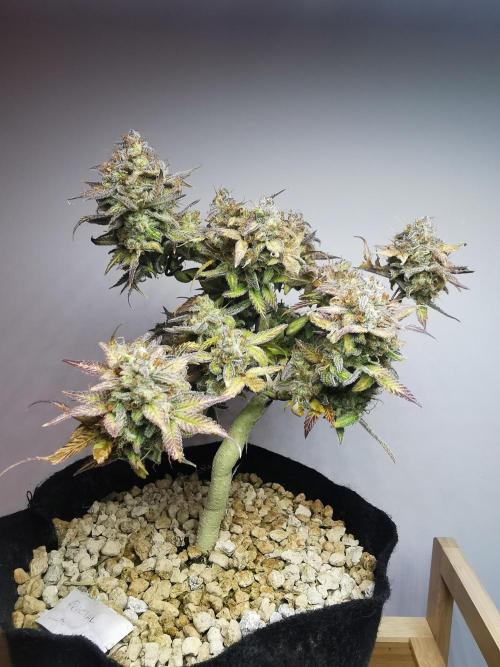 Fractal auto / FC-E4800 / 90x60x140. Week 12