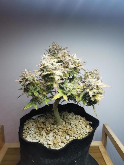 Fractal auto / FC-E4800 / 90x60x140. Week 12