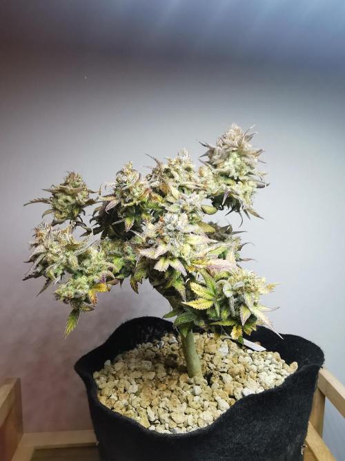 Fractal auto / FC-E4800 / 90x60x140. Week 12