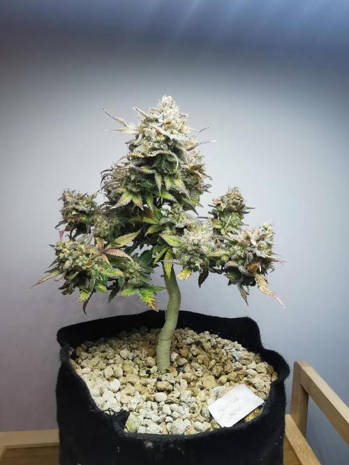 Fractal auto / FC-E4800 / 90x60x140. Week 12