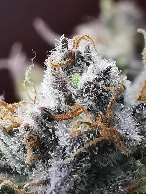 Fractal auto / FC-E4800 / 90x60x140. Week 12