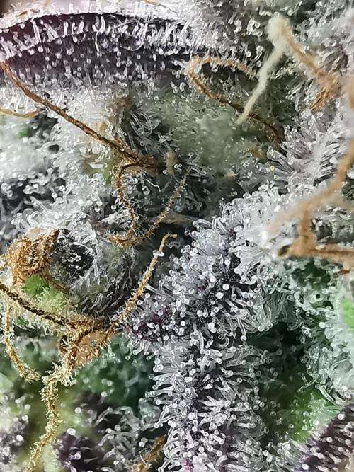 Fractal auto / FC-E4800 / 90x60x140. Week 12