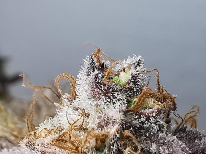 Fractal auto / FC-E4800 / 90x60x140. Week 12