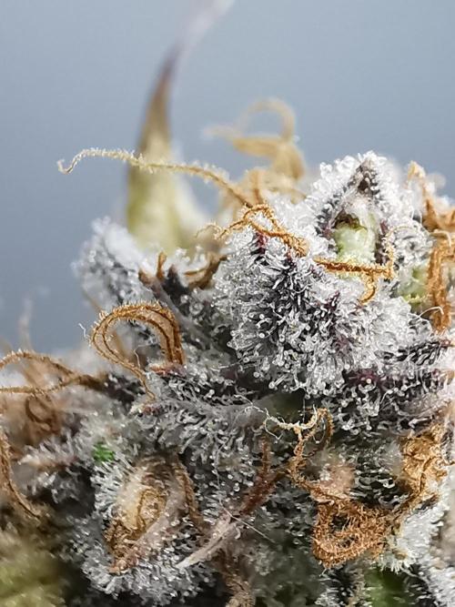 Fractal auto / FC-E4800 / 90x60x140. Week 12