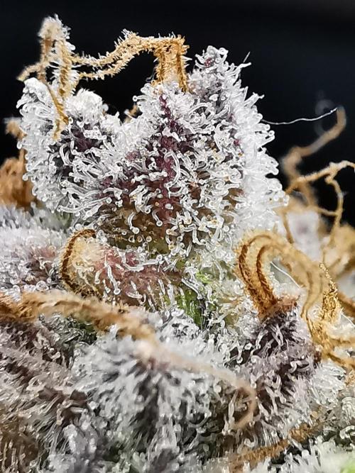 Fractal auto / FC-E4800 / 90x60x140. Week 13