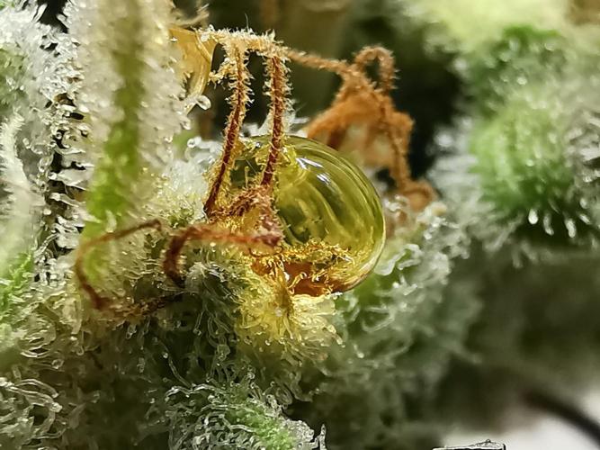 Fractal auto / FC-E4800 / 90x60x140. Week 13