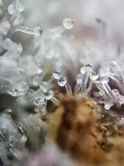 Fractal auto / FC-E4800 / 90x60x140. Week 13