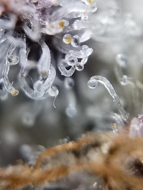 Fractal auto / FC-E4800 / 90x60x140. Week 13