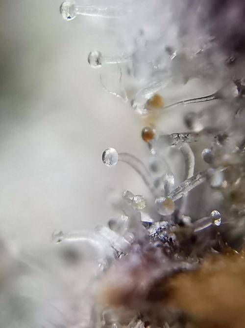 Fractal auto / FC-E4800 / 90x60x140. Week 13