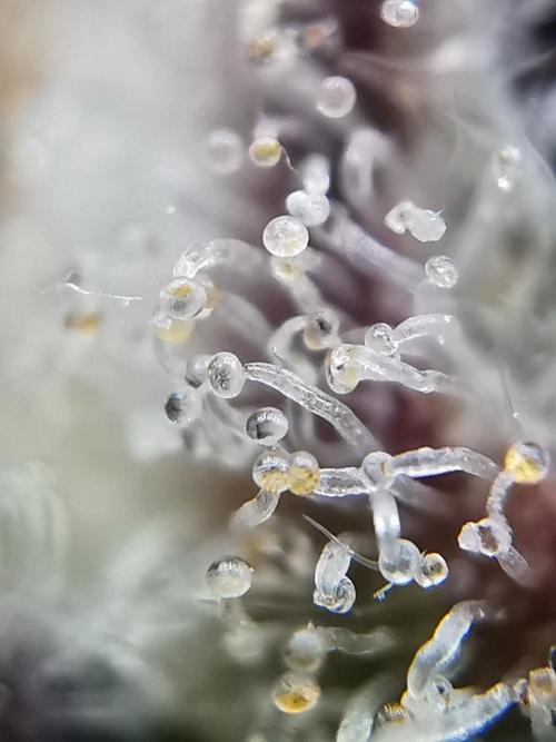 Fractal auto / FC-E4800 / 90x60x140. Week 13