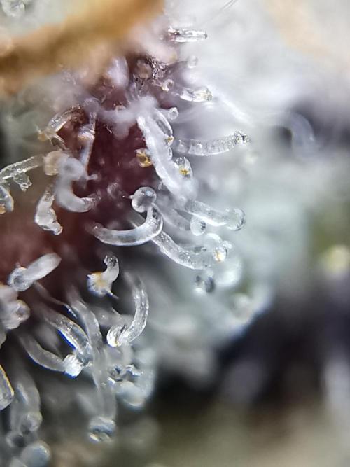 Fractal auto / FC-E4800 / 90x60x140. Week 13