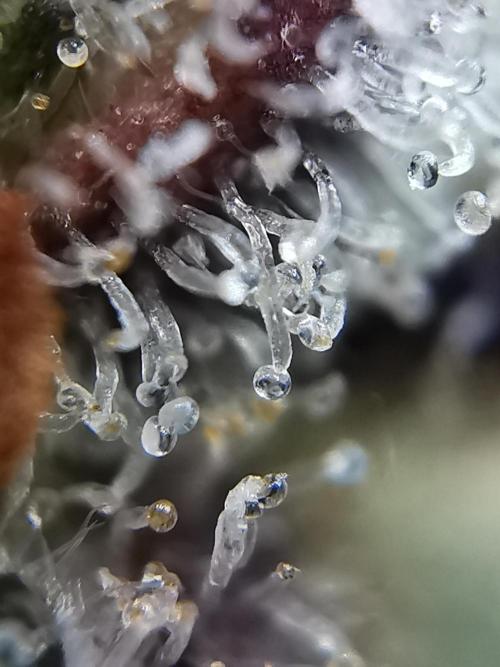 Fractal auto / FC-E4800 / 90x60x140. Week 13