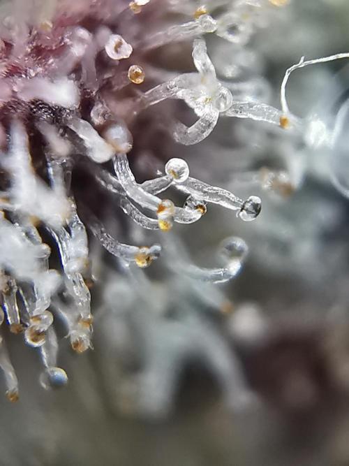 Fractal auto / FC-E4800 / 90x60x140. Week 13