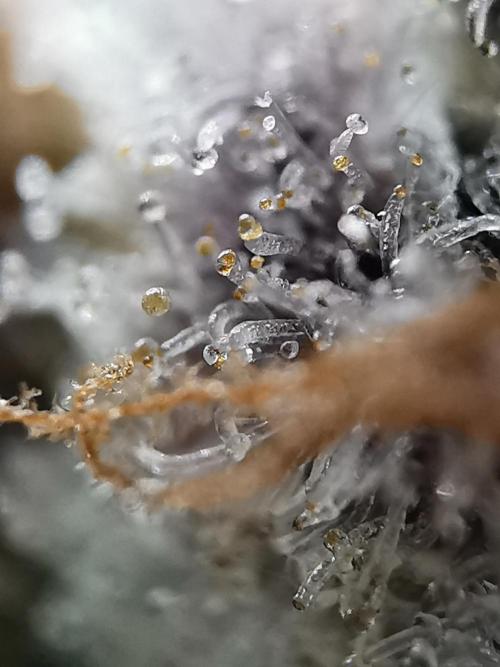 Fractal auto / FC-E4800 / 90x60x140. Week 13