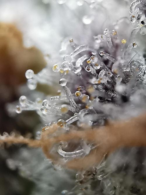 Fractal auto / FC-E4800 / 90x60x140. Week 13