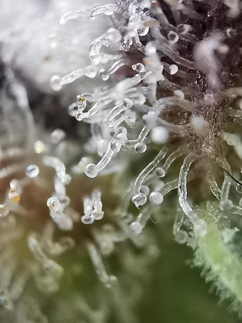 Fractal auto / FC-E4800 / 90x60x140. Week 13