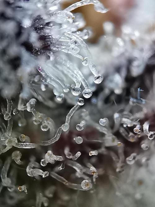 Fractal auto / FC-E4800 / 90x60x140. Week 13