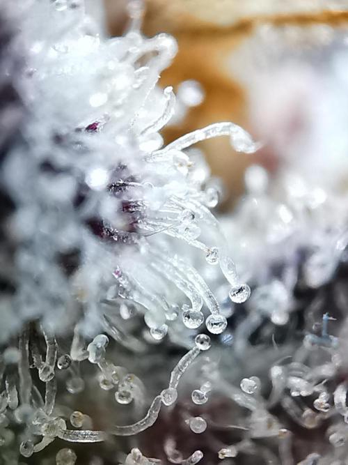Fractal auto / FC-E4800 / 90x60x140. Week 13