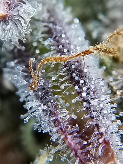 Fractal auto / FC-E4800 / 90x60x140. Week 13