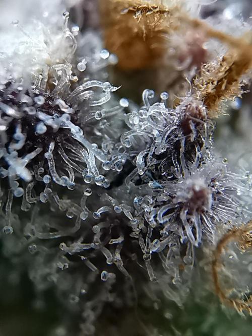 Fractal auto / FC-E4800 / 90x60x140. Week 13