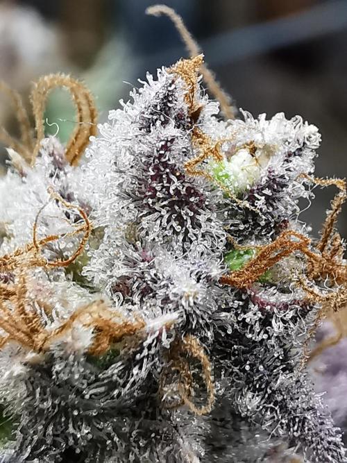 Fractal auto / FC-E4800 / 90x60x140. Week 13