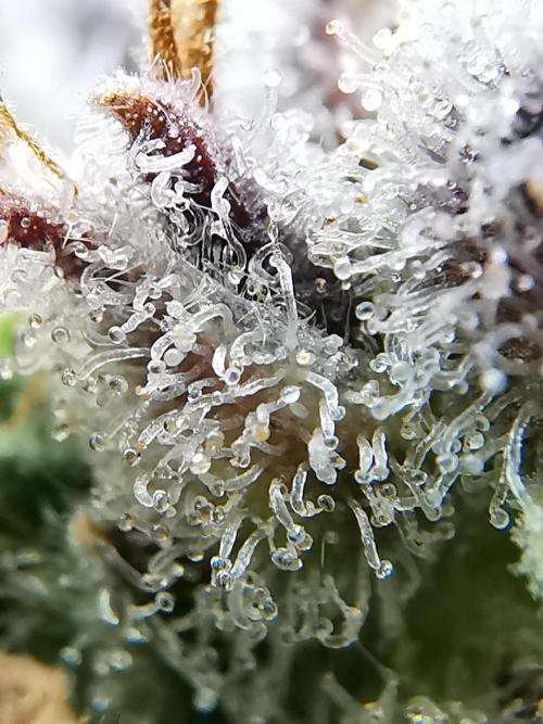 Fractal auto / FC-E4800 / 90x60x140. Week 13